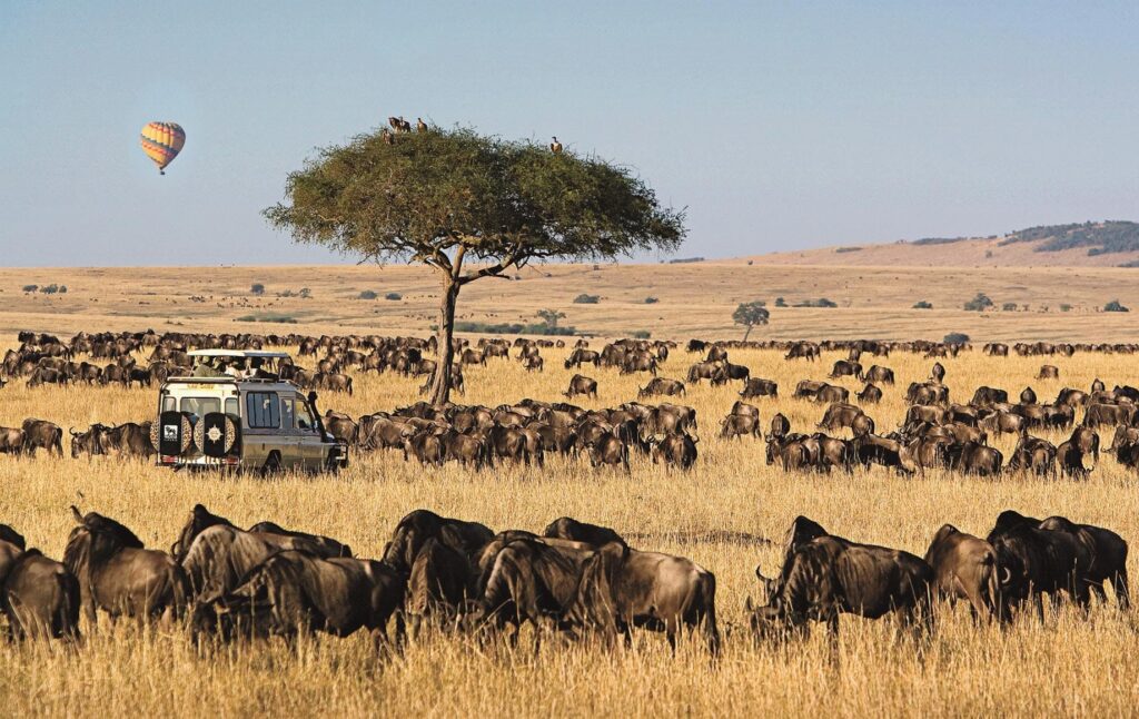 great wildebeest migration during a trip with resorto safaris and the best time to visit masai mara while on a 4 Days Mara Nakuru Safari