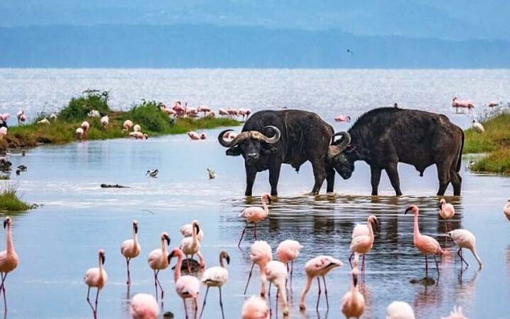 4 days Mara Nakuru Safari by resorto Safaris offering the best tour experience and the best birdwatching safari experience in Kenya