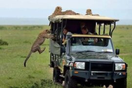 6 Days 5 Nights Masai Mara and Samburu Game Reserve