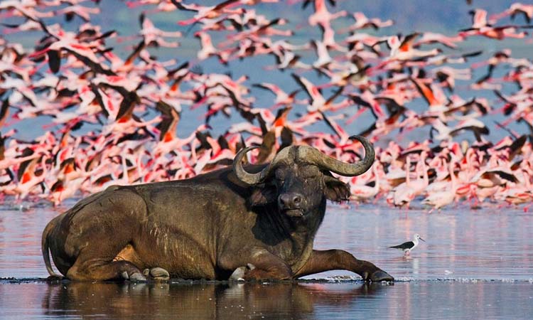 5 Days 4 Nights Masai Mara and Lake Nakuru