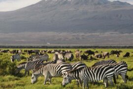 6 Days 5 Nights Masai Mara and Amboseli.
