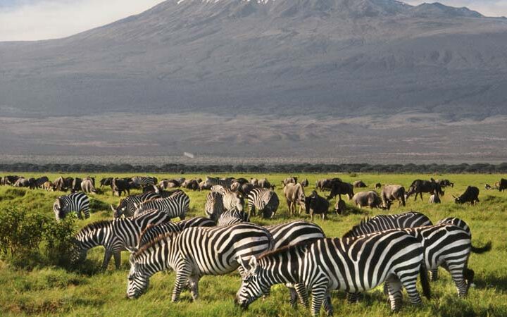 6 Days 5 Nights Masai Mara and Amboseli.