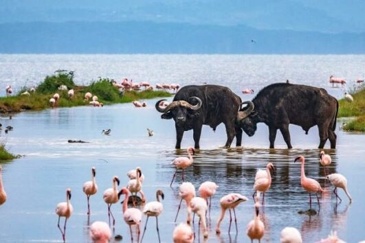 4 DAYS 3 NIGHTS MARA AND NAKURU
