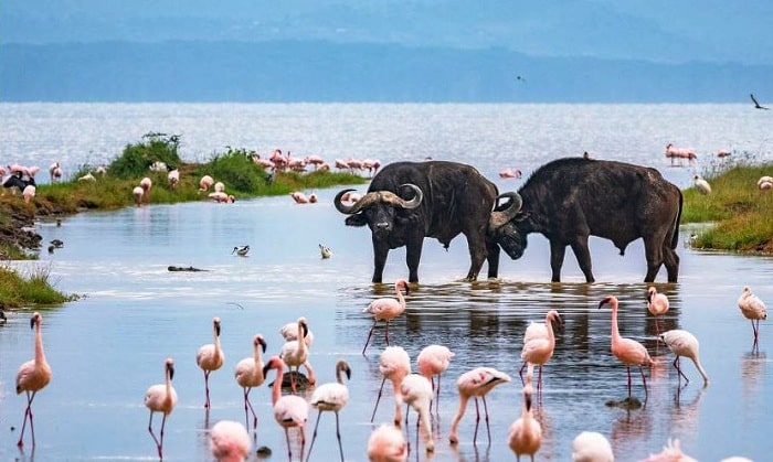 4 DAYS 3 NIGHTS MARA AND NAKURU