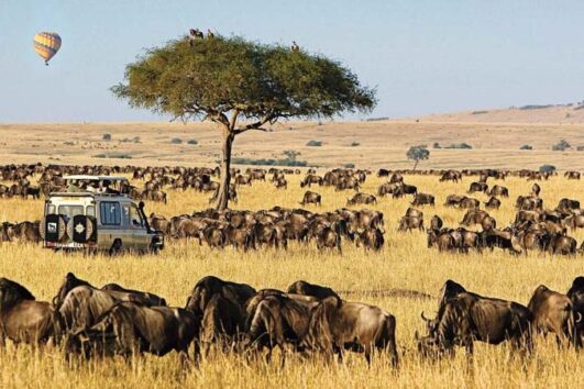 2 Days 1 Night Masai Mara safari