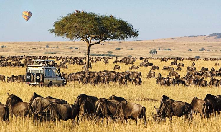 2 Days 1 Night Masai Mara safari