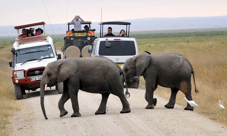 game drive in masai mara and the best masai mara safari package form resorto safaris