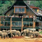 2 days masai mara at resorto safaris