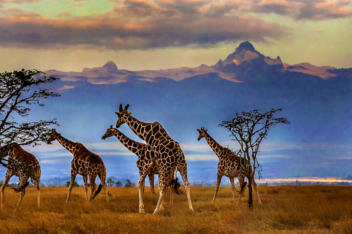 resorto Tours Africa