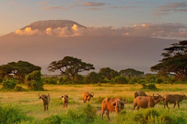 best safari holidays in africa