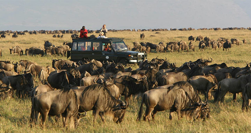 the great wildebeest migration as seen by tourists from resorto safris on a masai mara Budget trip