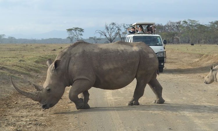 Budget Masai Mara safari by resorto safaris