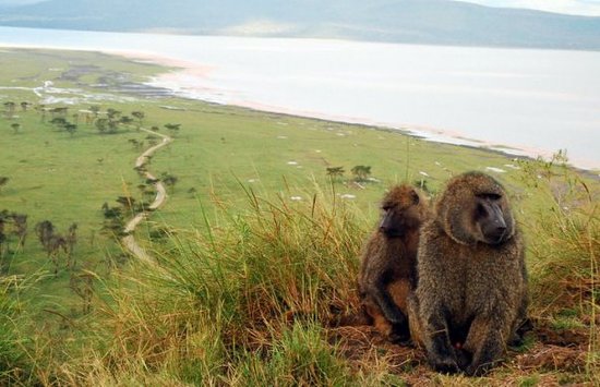 Baboon cliff in lake nakuru the perfect spot for birdwatching safari and birdwatching tours in Lake Nakuru