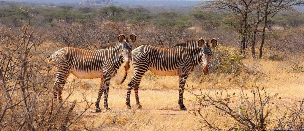 grevys zebra at samburu national park during a 9 days Samburu Safari