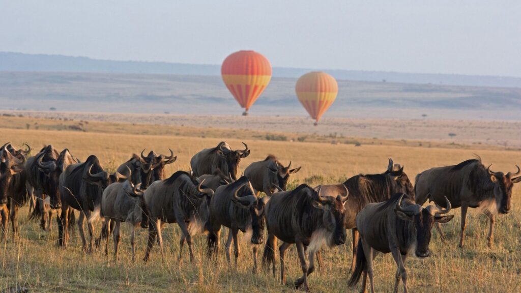 Best time to visit the Masai Mara is during the great wildebeest Migartion which is during the month of July to September