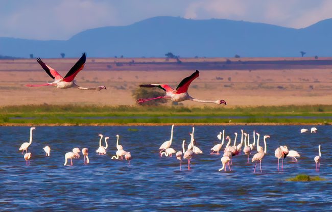 lake amboseli an avenue for birdwatching with resorto safaris as seen above during an amboseli national park tour by resorto safaris