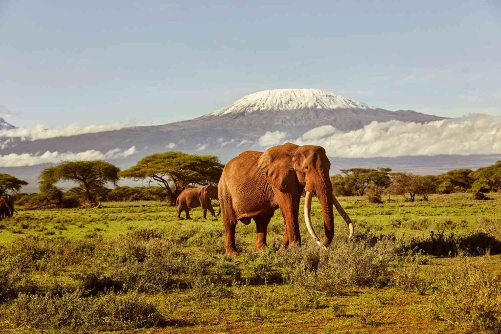 elephants near mt Kilimanjaro during 9 Days 8 Nights Samburu, Lake Naivasha, Lake Nakuru, Masai Mara and Amboseli Safari