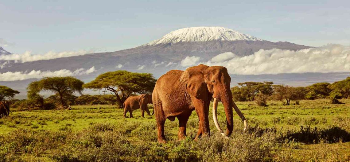 Amboseli Elephant Safari and Amboseli National Park Tour by Resorto Safaris