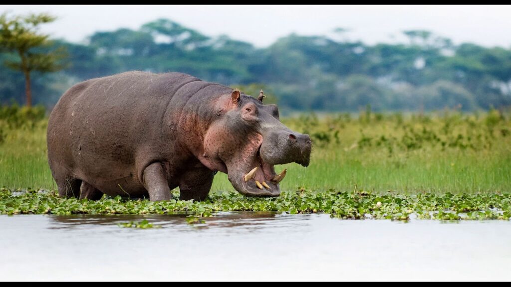 hippos at lake naivasha during 9 Days 8 Nights Samburu, Lake Naivasha, Lake Nakuru, Masai Mara and Amboseli Safari