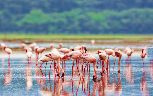 4 days Mara nakuru safari and flamingo viewing