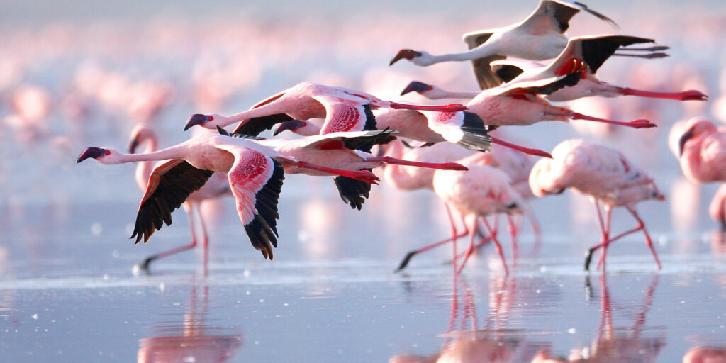birdwatching tours in lake nakuru and the best birdwatching safari in kenya