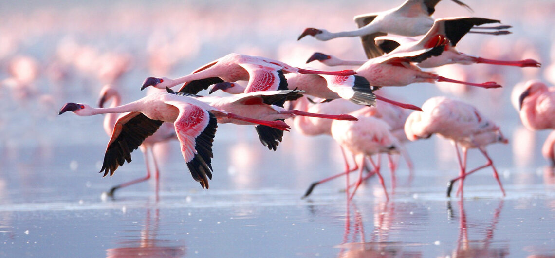 Lake Nakuru Safari and Lake Nakuru Day trips by Resorto Safaris