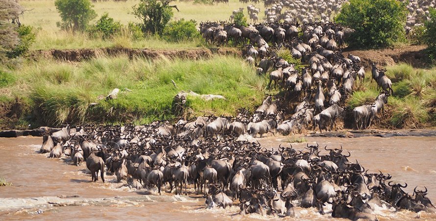 the great wildebeest migration as witnessed form a group joining 4 days Mara Nakuru safari