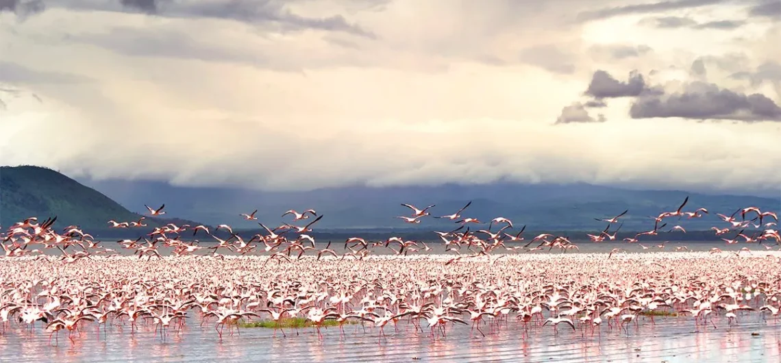 Lake Nakuru best deals by resorto safaris offering affordable kenya safari packages