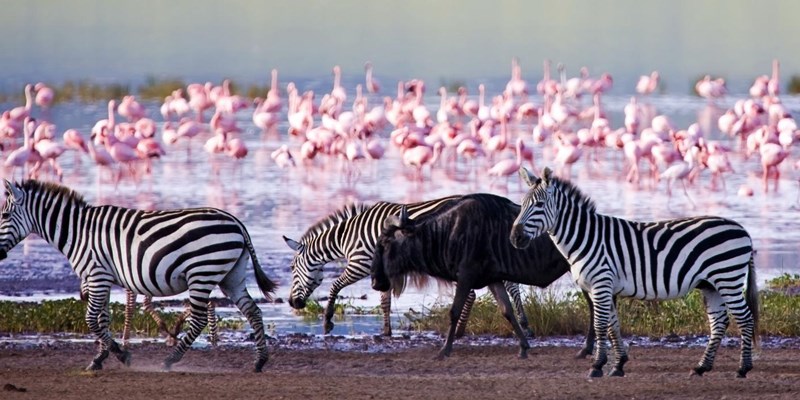 4 Days Mara Nakuru Safari by resorto safari an affordable safari option for those who want to tour Lake Nakuru.