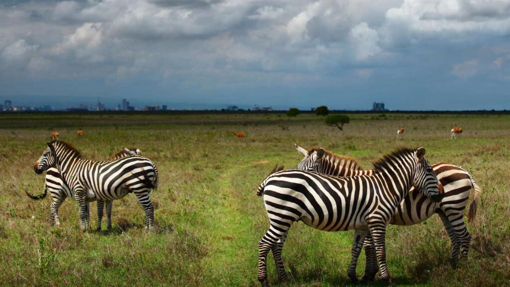 mid-range safaris in experience and the best masai mara safari packages by Resorto safaris a leading tour operator in kenya