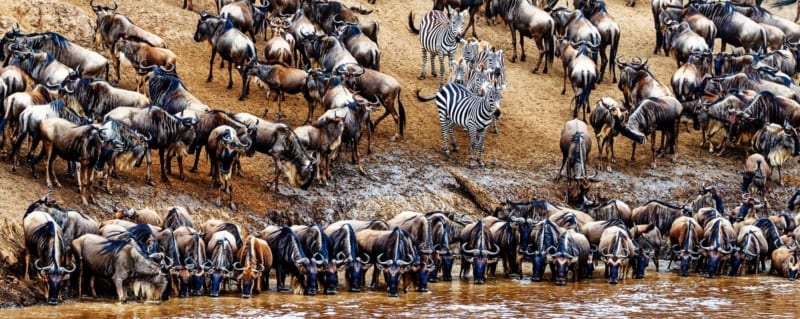 the great wildebeest migration as seen by tourists on an affordable 3 days 2 nights Masai Mara safari with resorto safaris the best tour operator for masai mara safaris