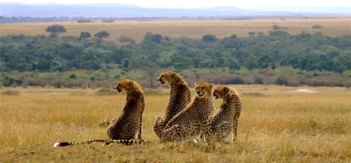 affordable 3 days 2 Nights Masai Mara safari