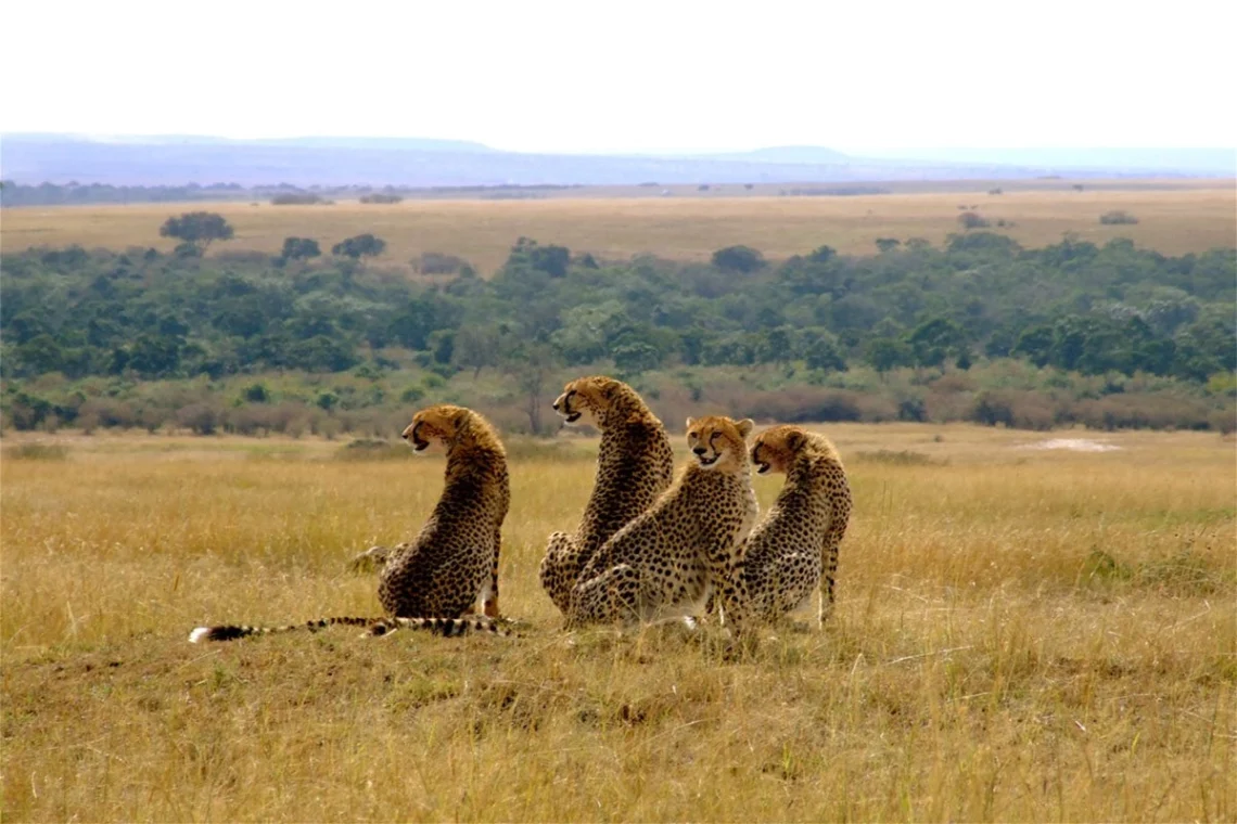 affordable 3 days 2 Nights Masai Mara safari